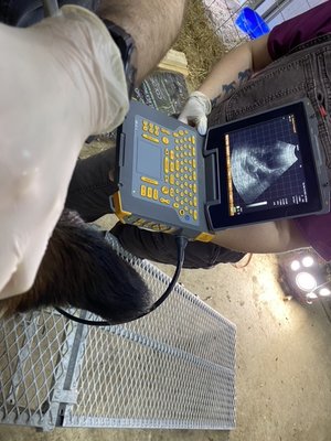 We had ultrasounds to confirm pregnancy and the calculated gestation date helps us plan for our goat's freshening dates