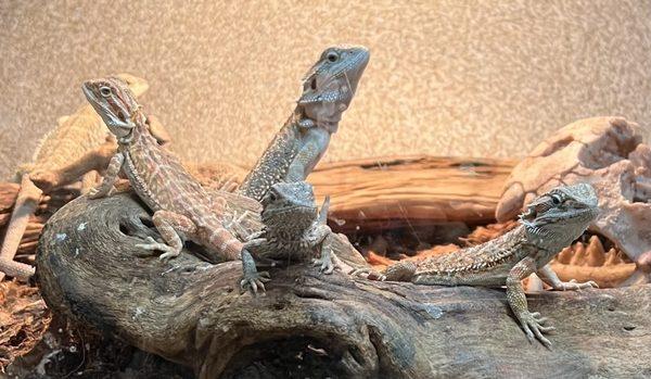 Pet Planet at 272 S. Decatur Blvd 10/21/2023 Baby bearded dragons