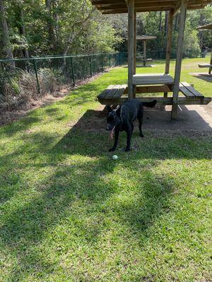 Always seeking shade!  Great day for fetch