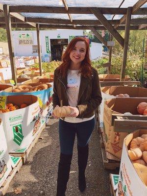 Unique variety of Pumpkins