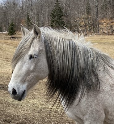 Specializing in Paso Fino Horses.  The smoothest riding horse out there.