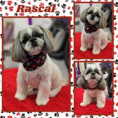 #Rascaltheshihtzu