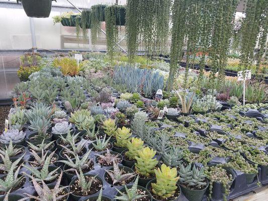 Just amazing place for succulents ...  every variety, colors, sizes, styles.