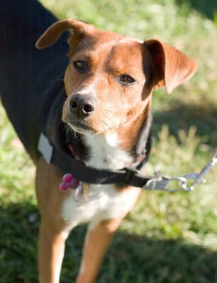 Zelda was once a homeless dog in Camuy, Puerto Rico, and now living a great life with her little brother Lando in Jersey City