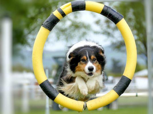 I had an Australian Shepherd when I was twelve that I trained in obedience and tricks.  They have human brains.