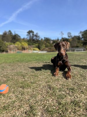 Floki resisting his greatest temptation -- the ball