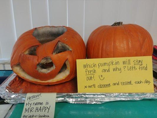 Ms. Happy The Pumpkin helped us to make some predictions about how long a pumpkin can stay fresh once it is carved.