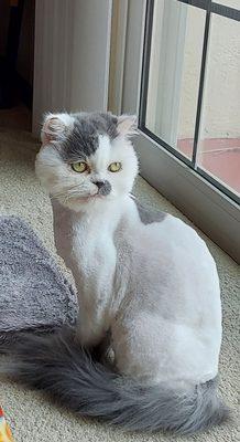 GEORGE, Persian with lion cut.