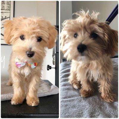 #havanese