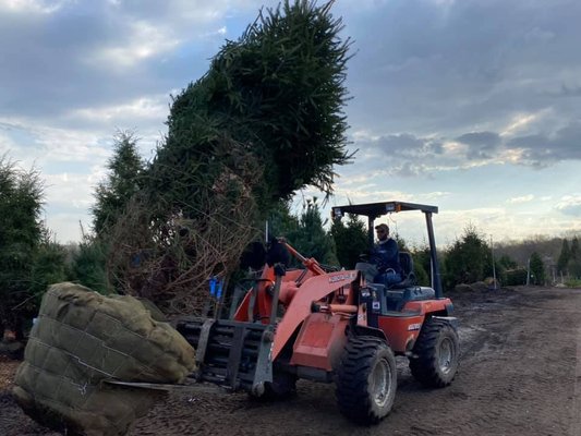 Tree Planting Service in Redding, CT