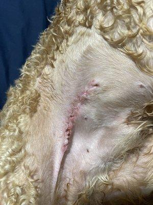 Mass cell tumor stage 2 removed, stitches removed today. New veterinarian did a wonderful job. Not PP vet