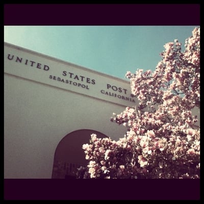 The tree outside in bloom