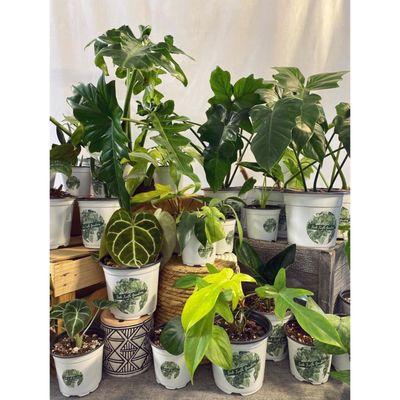 Seek Truth Gardens First Rare Plant Collection!