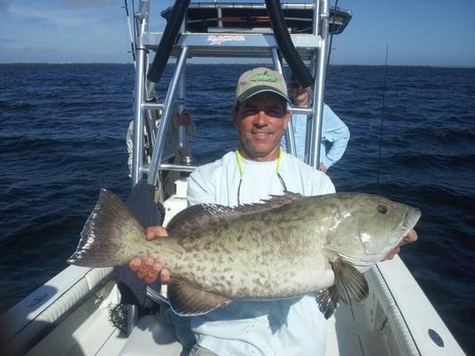 Tampa Bay Grouper