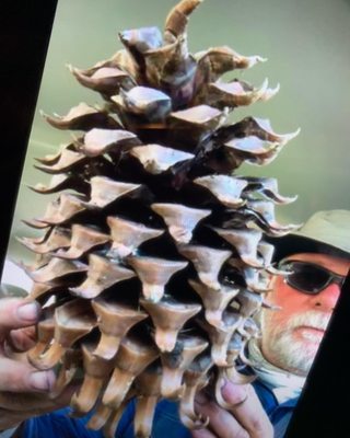 Northern California pine cone