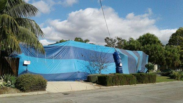 Another great fumigation