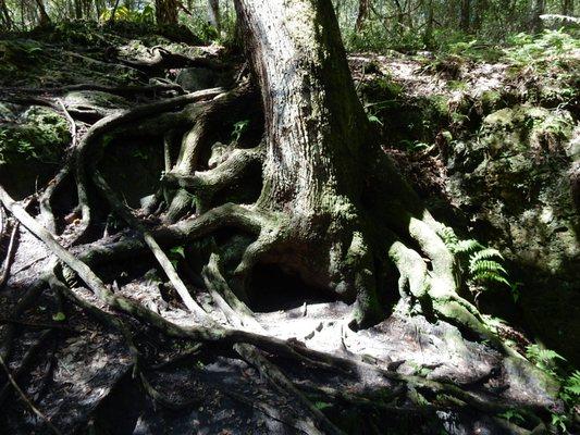 Florida Karst and Cave Tours