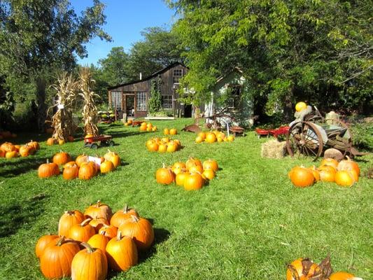 pumpkins!