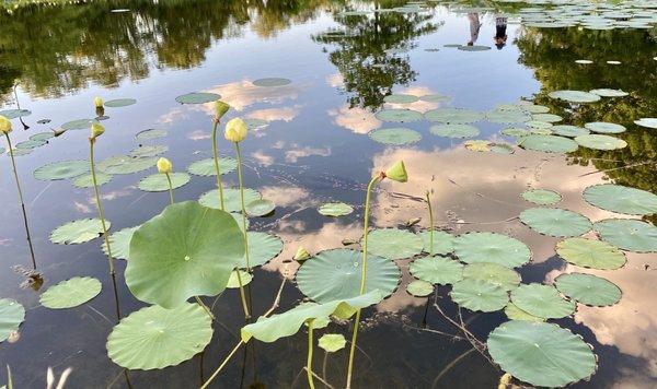 Water Lily