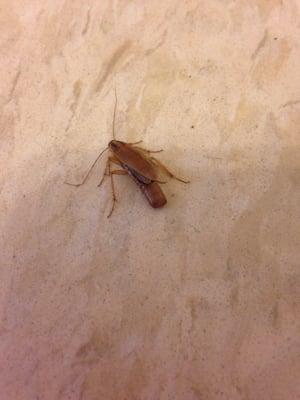 Dead roaches with egg sack.... Sooo fucking gross.