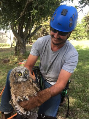 Great Horned Owl renest with Bird Rescue Center