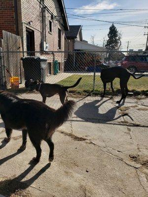 Doggie daycare - back yard fun!