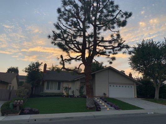 Laced Large Pine Tree.