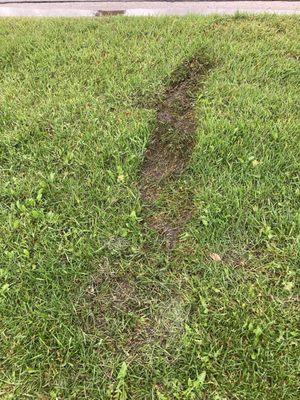 Lawn damage from mower wheels caused by mowing in rain.