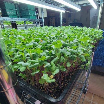 Our rainbow radish microgreens.