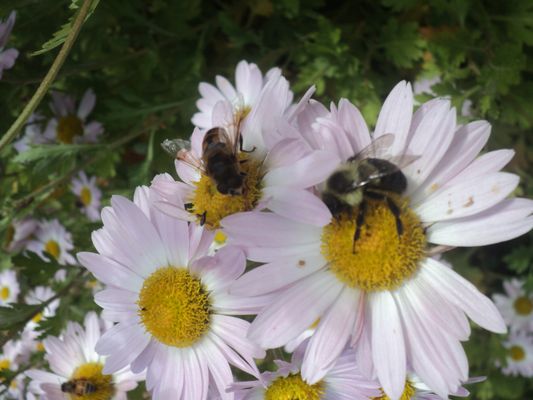 bumble bee on chrysanthemum