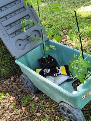 Florida Everglade tomatoes