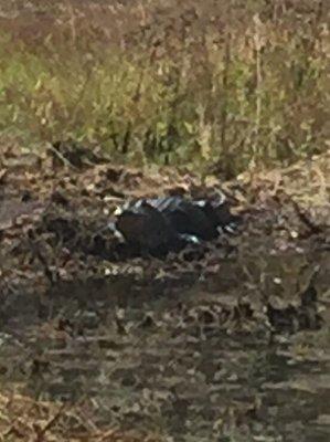 Gator near the walkway around the pond!