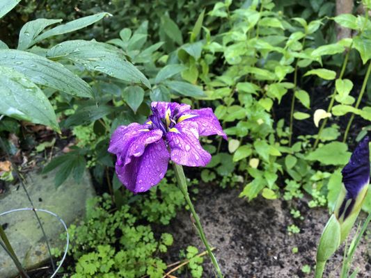 Japanese Iris Royal Robe found it's way to my garden from Bigelows