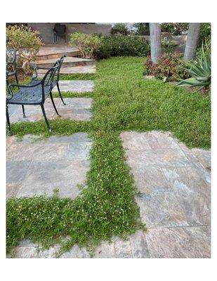 This is a photo of my flowering, low-maintenance, low-water usage Lippia Lawn. Thank you Raymond!