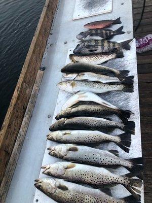 Trout season in Tampa Bay