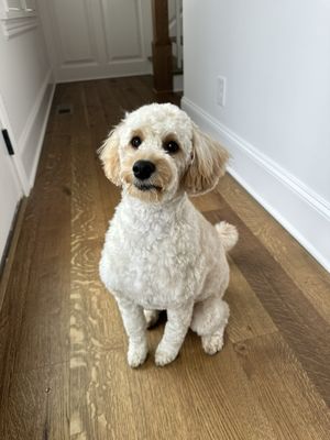 Beautiful doodle grooming by Penny!