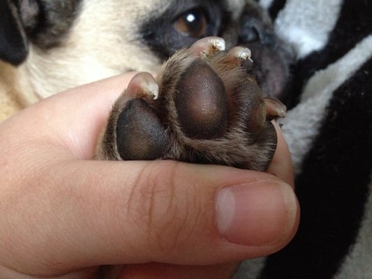 Jagged, splitting nail trim.