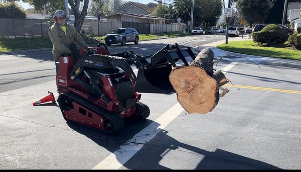 Dingo carrying a few hundred pounds of ash