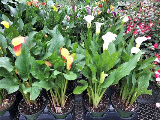 Calla lilies