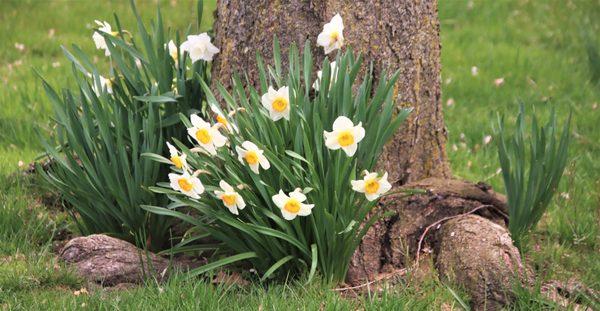 Daffodils circling the tree