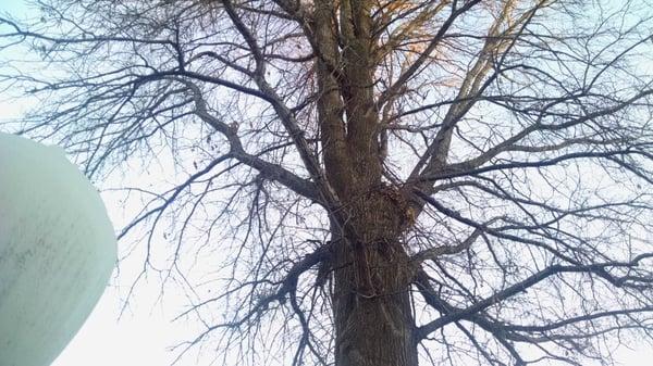 Large oak tree in back back yard. Tree right next to house.