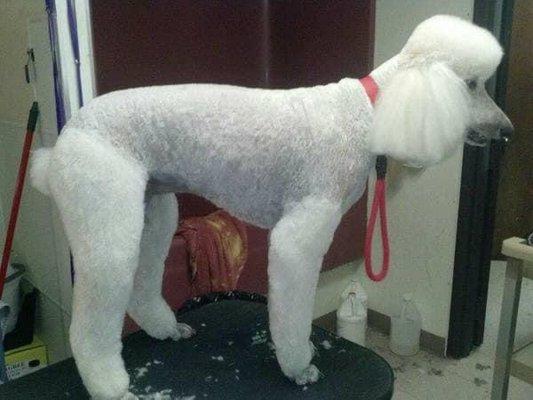 Standard poodle fully groomed