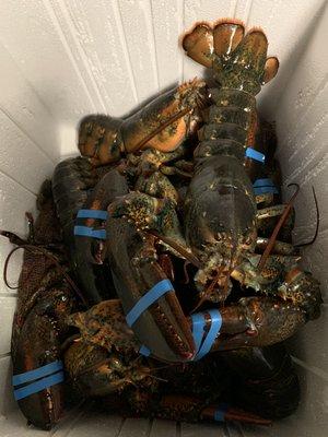 Live lobsters