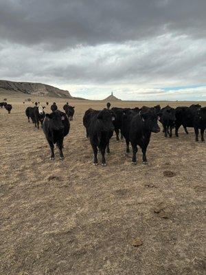 It's National Ag Week - drop us a picture of where you are in Agriculture this time of year. Are you calving?...