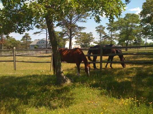 boarders horses grazing in one of 22 grass paddocks with barn, indoor arena
and residence in background