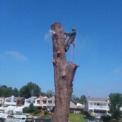 Tree removal