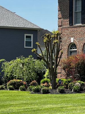 Crepe myrtle sticks