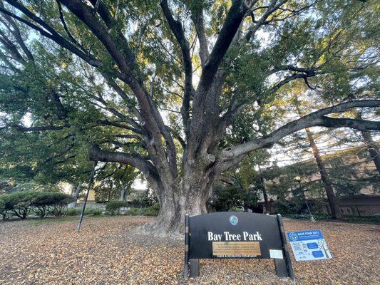 Bay Tree Park