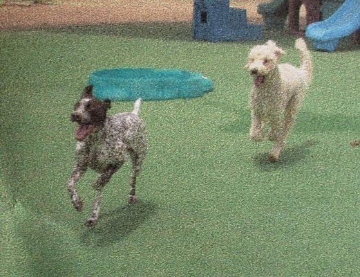 Lulu and her best friend having the best time at Boulder Falls Pet Resort!