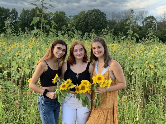 Sunflower field